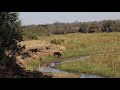 Sable Antelope On MalaMala