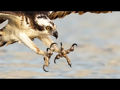 Amazing Osprey Photography -  Wildlife Photography with the Sony A1 600f4