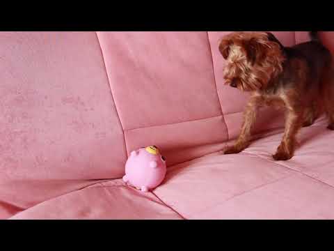 Oshaberi Doubutsu Meme Rabbit Toy Jabber Ball VS. Dog  Yorkshire Terrier