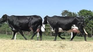 Vídeo 64 - 42º LEILÃO DA TRADIÇÃO | GADO GIROLANDO E HOLANDÊS HVB
