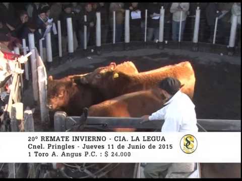 11-06-15 Venta deToros P.C. y P.R. - Cia La Legua - Cnel Pringles