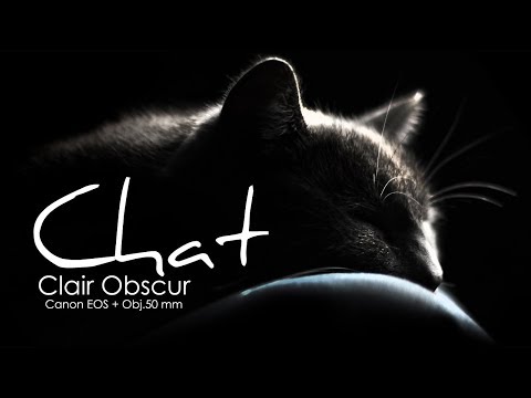 Photos Studio cats pets obscure - Canon EOS - Lens 50 mm - Shooting: Karine Leroy