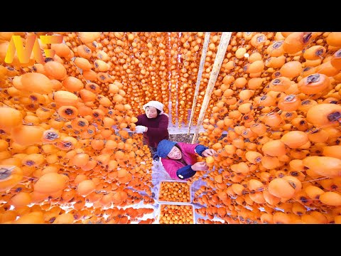 How To Farming Japanese Persimmon | Persimmon Harvesting and Amazing Drying process |Modern Farm#40
