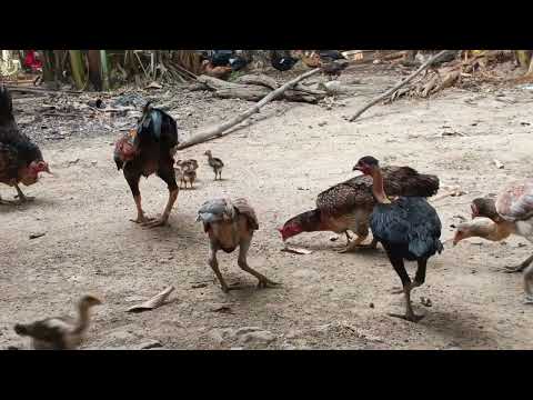 Sok Leap chases chickens away from chicken and duck feed, shocking the whole house.