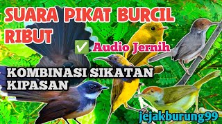 Download lagu Suara Pikat Burcil Ribut Kombinasi Burung Sikatan Kipasan Ampuh mp3