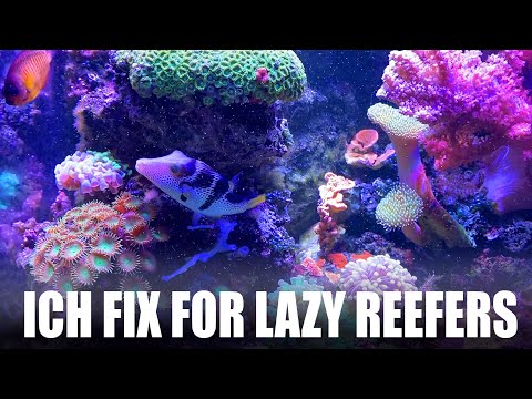 ICH FIX for Lazy Reefers - Yes, it really works