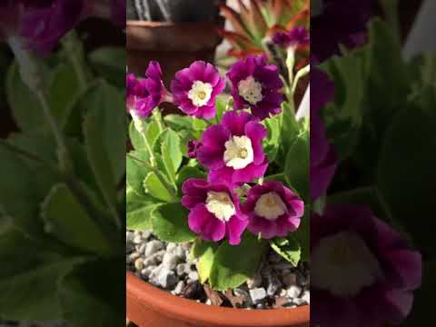 What a lovely plant - auricula.