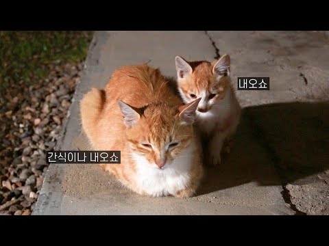 똑닮은 새끼를 데려왔다