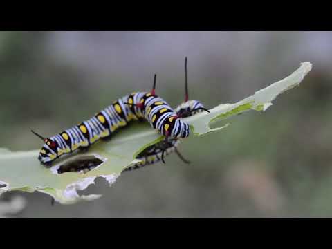 Cikli i jetës së fluturës - nga embrion deri në gjendjen përfundimtare