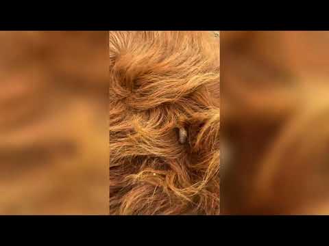 Pimple Pop Compilation