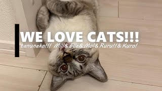 こ、これは…サブスクしたら見れる猫ちゃんホビ!!(00:02:05 - 00:04:14) - 【たぬねこ#2】尊い!ねこ様達 癒されすぎ注意