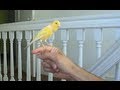 Canary singing on my hand