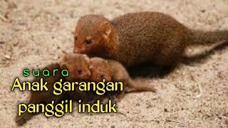 Download lagu SUARA GARANGAN mp3 ➡️ SUARA PIKAT GARANGAN mp3 Download lagu SUARA GARANGAN mp3 ➡️ SUARA PIKAT GARANGAN mp3