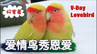 【ENGSUB】V-day Lovebird Show I 情人节爱情鸟当街秀恩爱