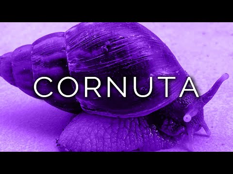 1465-IT Chiara, CORNUTA - Ipnosi Esoterica ∞ Lucio Carsi