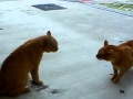 Near Catfight Between Two Similar Ginger Tabbies