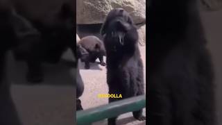 “Cuh We Crip Round Here”♿️😂🐻Hood Animal VoiceOver