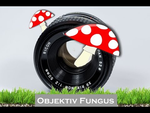 OBJEKTIV FUNGUS - Wo kommt er her - Was kann man dagegen machen?