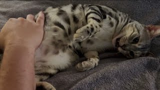 HAPPIEST MEOWS YOU’VE EVER HEARD!!