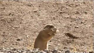 Prairie Dogs: America's Meerkats - 4. Conservation