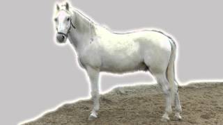 Andreas Gabalier - Sie