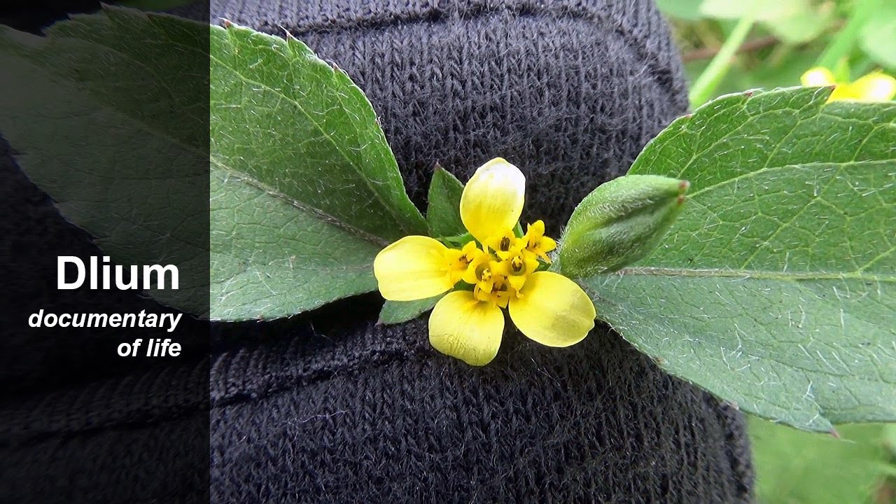 Nodeweed (Synedrella nodiflora) - YouTube