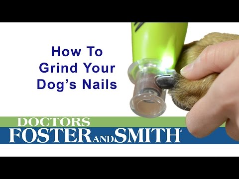 How to Grind Your Dog's Nails (DrsFosterSmith)