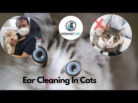 Ear Cleaning In Cats - A #VeterinaryDermatology Approach from #DERMATVET