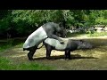 The Animals Funny Moments