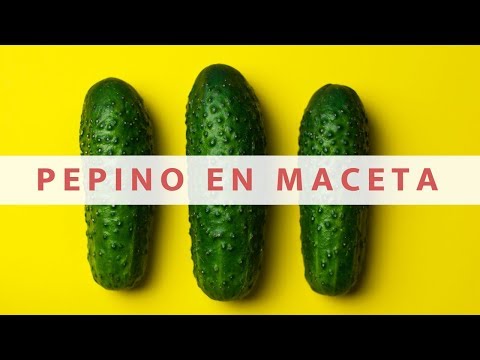, title : 'Como Sembrar Pepino En Maceta 2023//cultivo de pepino//manos de tierra'