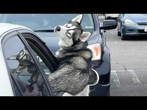 Les animaux qui méritent un oscar de la meilleure comédie Les vidéos d'animaux les plus drôles 2025