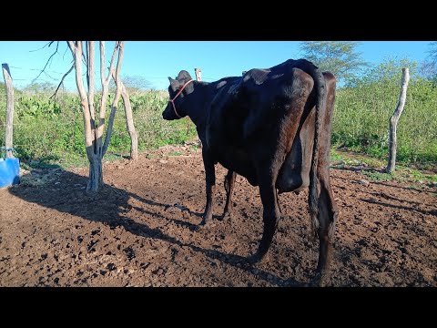 NOVILHAS AMOJADA A VENDA 87981470453 LOCAL ITAIBA PE 