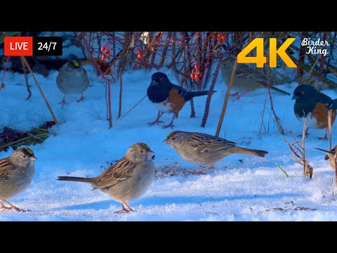 🔴 24/7 LIVE: Cat TV 😺 Cute birds at winter wonderland 🐦 Chatty squirrels 4K Cat Games