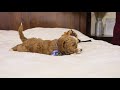 Goldendoodle dogs for sale: Yeti - Video 1