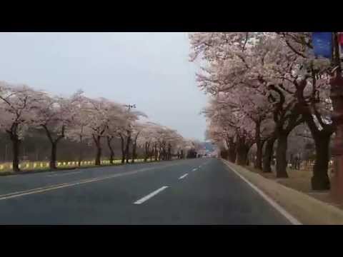 Cidade de Gyeongju, via expressa Gyeongsangbuk-do Bomunho Flores de cerejeira em plena floração 1