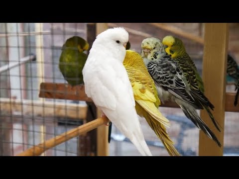 2 Hours of Budgies Singing Playing and Talking - Play For Your Budgie!