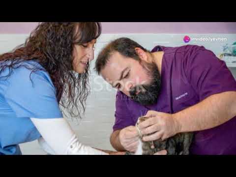 Inside the Best Cat Medical Hospital in  USA