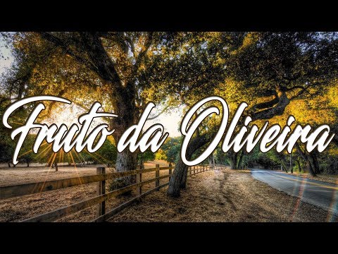 FRUTO DA OLIVEIRA - Hino Avulso - Samuel Simon - Letra