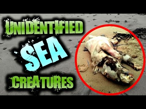 Mysterious UNEXPLAINED Creatures Found on the Beach | SERIOUSLY STRANGE #67 Video