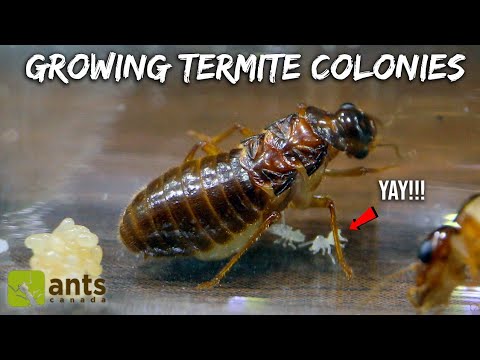 I've Secretly Been Growing Termite Colonies