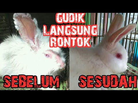 , title : 'Dijamin rontok! Cara Ampuh mengobati Gudik dan Scabies pada kelinci'