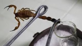 From Deadly to Beneficial: Scorpion Venom Farming