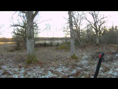 Drevjakt på dovhjort