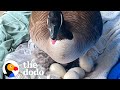 Mama Goose Decides To Lay Eggs On Woman S Porch The Dodo