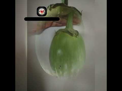 Brinjal From My Yard