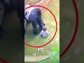 This Kid Fell into the Gorilla, But Tragically...🥺❤️