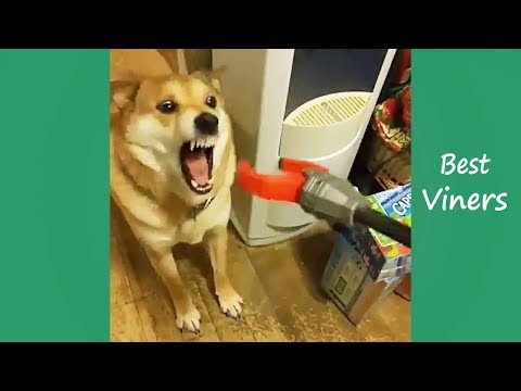 Try Not To Laugh or Grin While Watching Funny Animals Vines - Best Viners 2017
