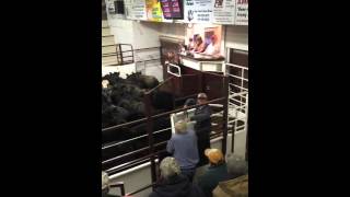 Wayne Bessman - Madison Livestock