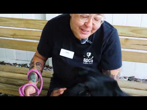 Meet Nahla! SPCA Tampa Bay's Dog of the Week