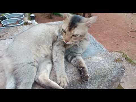 My Pet Cat-6